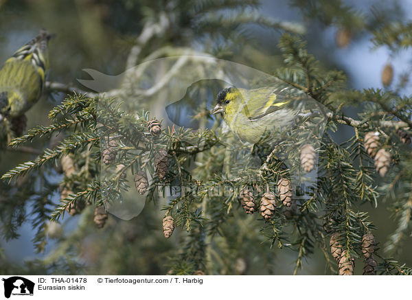 Erlenzeisig / Eurasian siskin / THA-01478