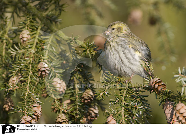 Erlenzeisig / Eurasian siskin / THA-01480
