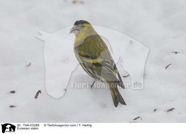 Eurasian siskin / THA-03289