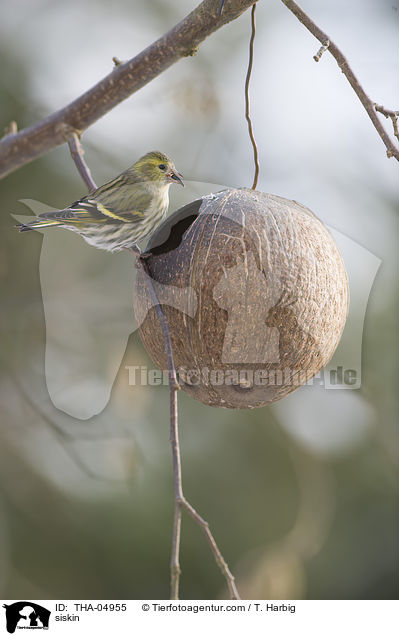 Erlenzeisig / siskin / THA-04955