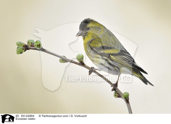 Erlenzeisig / Eurasian siskin / DV-02864