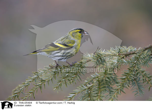 Erlenzeisig / Eurasian siskin / THA-05484