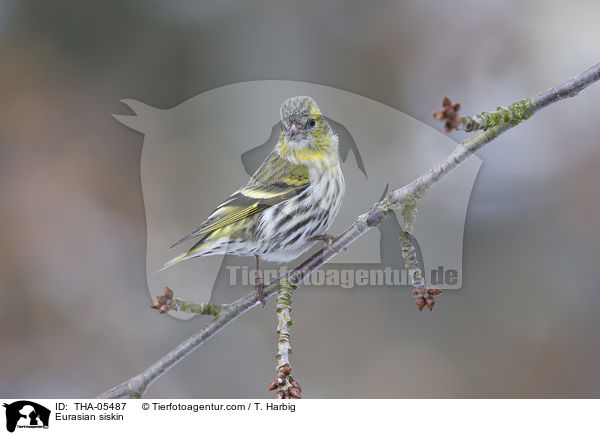 Erlenzeisig / Eurasian siskin / THA-05487