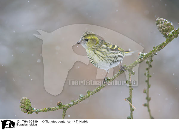 Erlenzeisig / Eurasian siskin / THA-05489