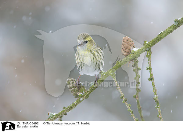 Eurasian siskin / THA-05492