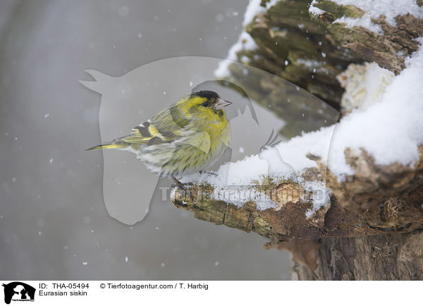 Erlenzeisig / Eurasian siskin / THA-05494