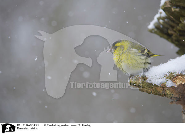 Erlenzeisig / Eurasian siskin / THA-05495