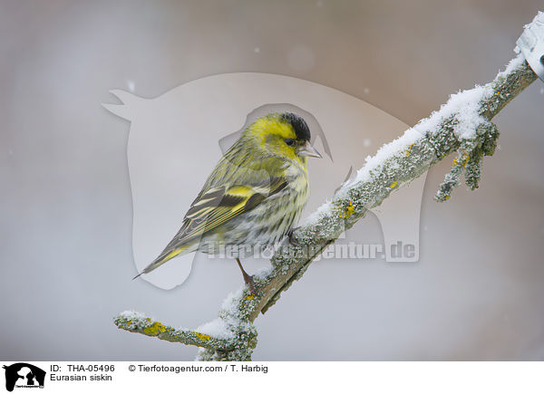 Erlenzeisig / Eurasian siskin / THA-05496