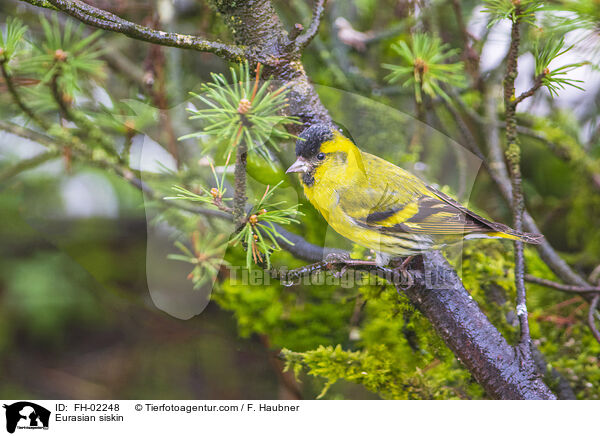 Erlenzeisig / Eurasian siskin / FH-02248