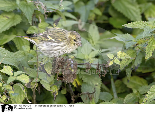 Erlenzeisig / Eurasian siskin / AT-02424