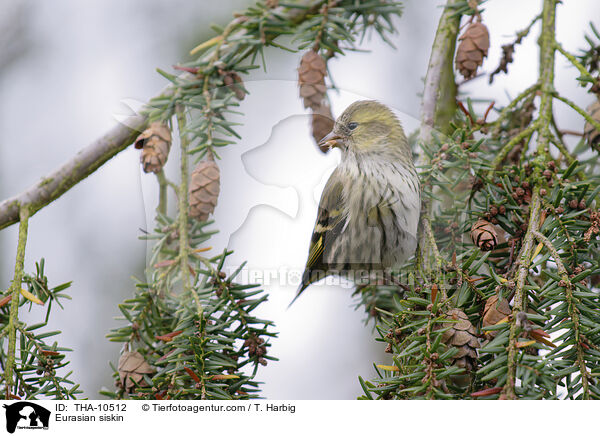 Erlenzeisig / Eurasian siskin / THA-10512