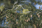 Eurasian siskin