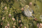 Eurasian siskin