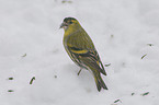 Eurasian siskin