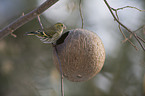 siskin