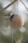 siskin