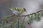 Eurasian siskin