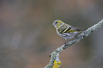 Eurasian siskin