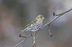 Eurasian siskin