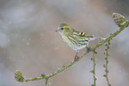 Eurasian siskin