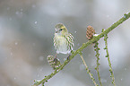 Eurasian siskin