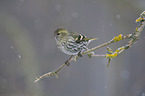 Eurasian siskin