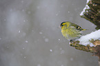 Eurasian siskin