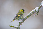 Eurasian siskin