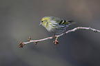 Eurasian siskin