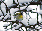 Eurasian siskin