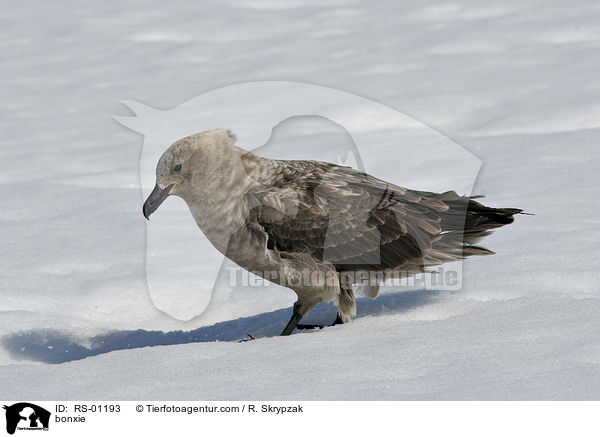 Groe Raubmwe / bonxie / RS-01193