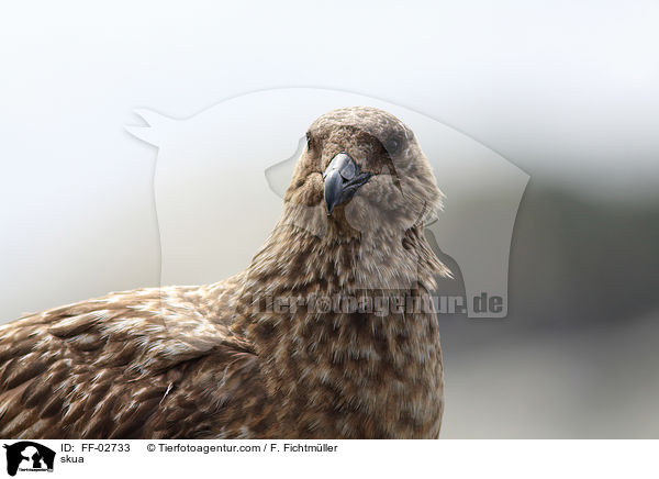 Raubm�we / skua / FF-02733