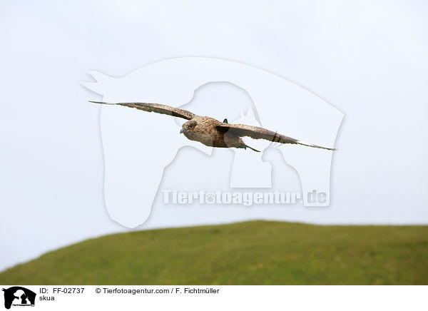 Raubm�we / skua / FF-02737