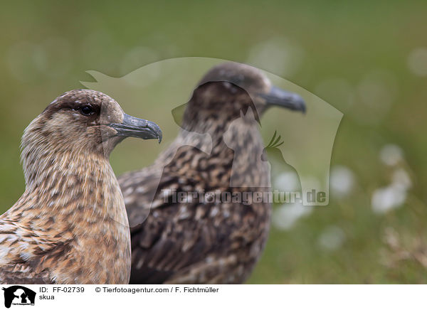 Raubm�we / skua / FF-02739