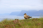 skua