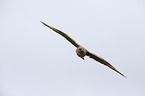 skua