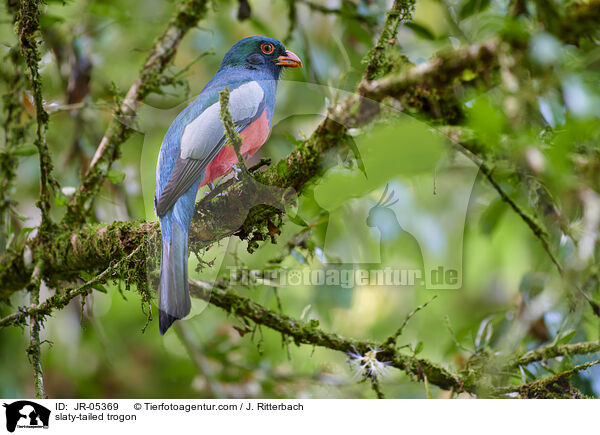 Schieferschwanztrogon / slaty-tailed trogon / JR-05369