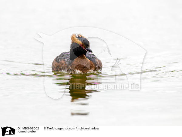 horned grebe / MBS-09602