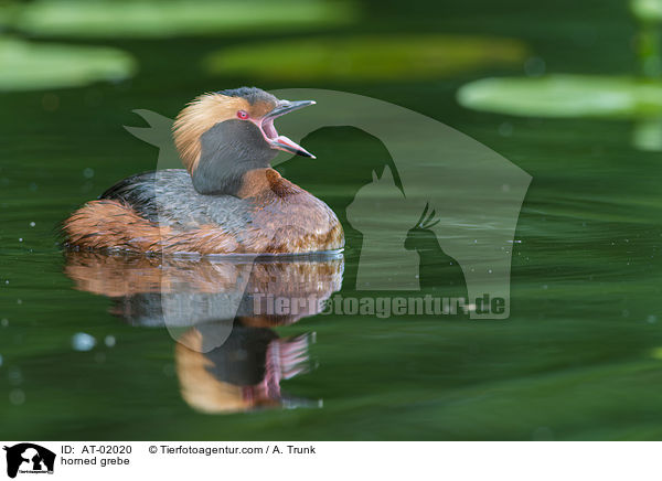 Ohrentaucher / horned grebe / AT-02020