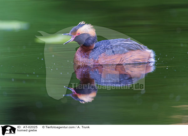 Ohrentaucher / horned grebe / AT-02025