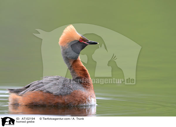 Ohrentaucher / horned grebe / AT-02194