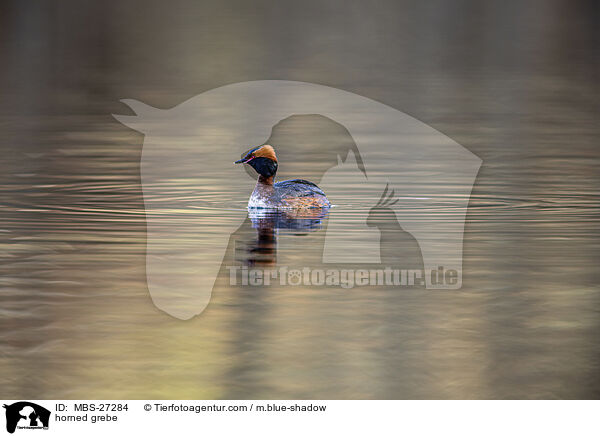 Ohrentaucher / horned grebe / MBS-27284