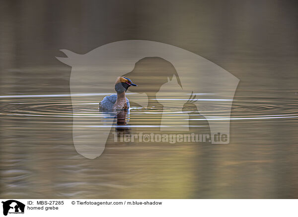 Ohrentaucher / horned grebe / MBS-27285