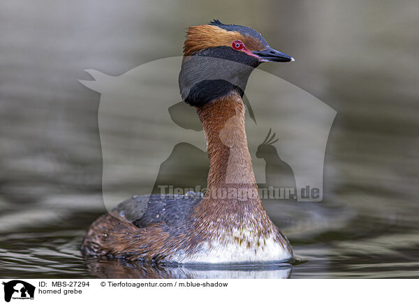 Ohrentaucher / horned grebe / MBS-27294