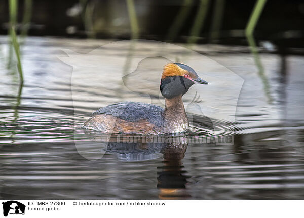 Ohrentaucher / horned grebe / MBS-27300