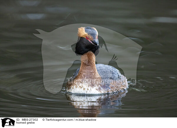 Ohrentaucher / horned grebe / MBS-27302