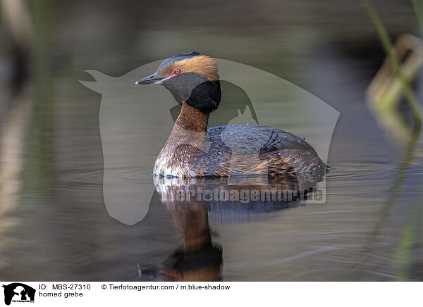 Ohrentaucher / horned grebe / MBS-27310