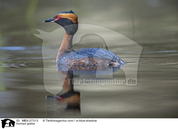 Ohrentaucher / horned grebe / MBS-27313