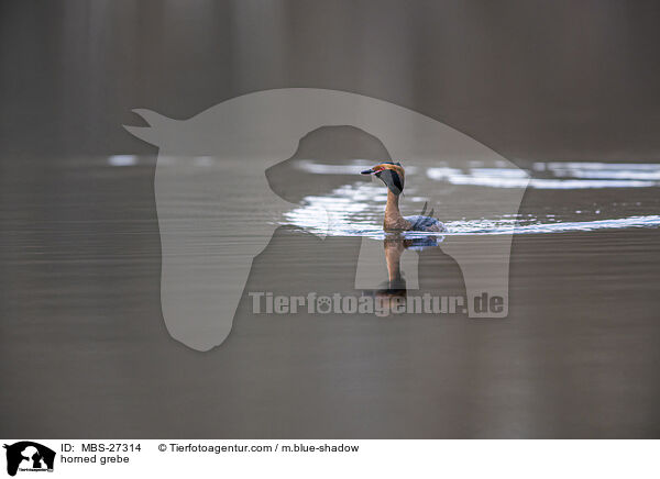 Ohrentaucher / horned grebe / MBS-27314