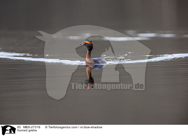 Ohrentaucher / horned grebe / MBS-27316